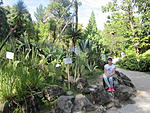 1055_Сухуми ботанический сад