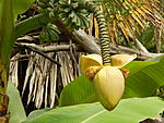 Ботанический сад. Банан