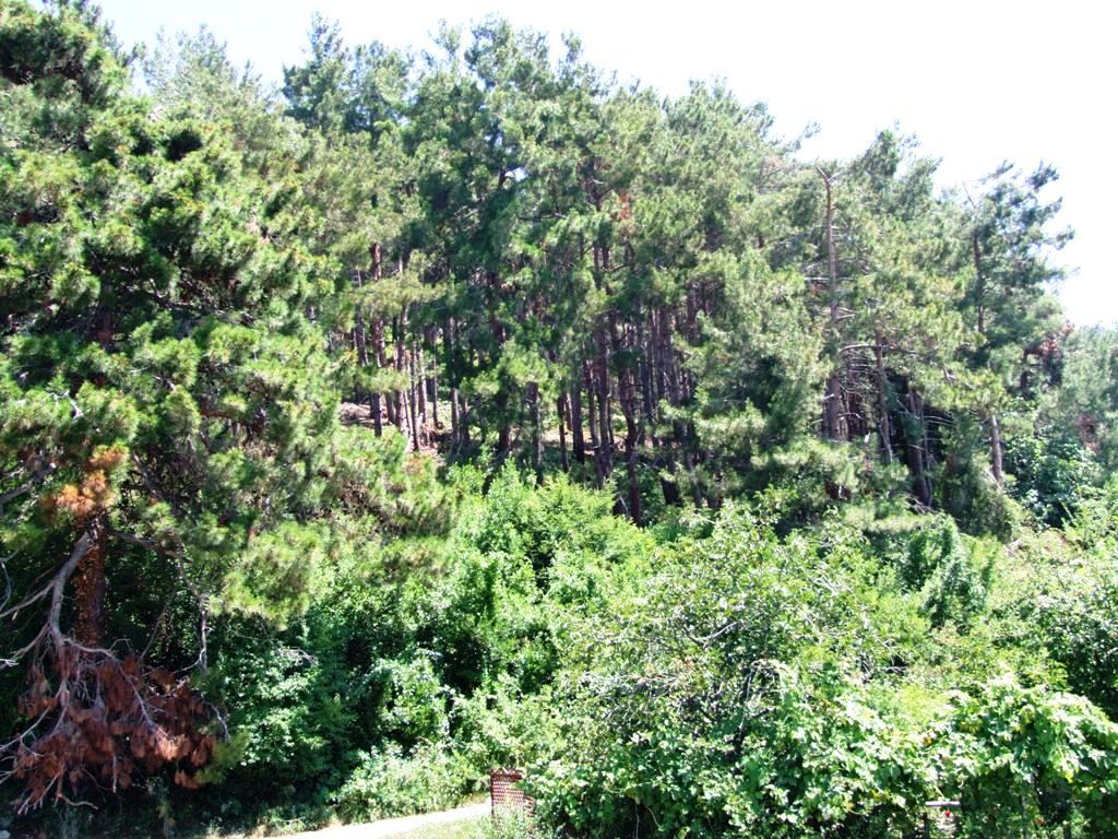 Сосновый лес 50м за домом