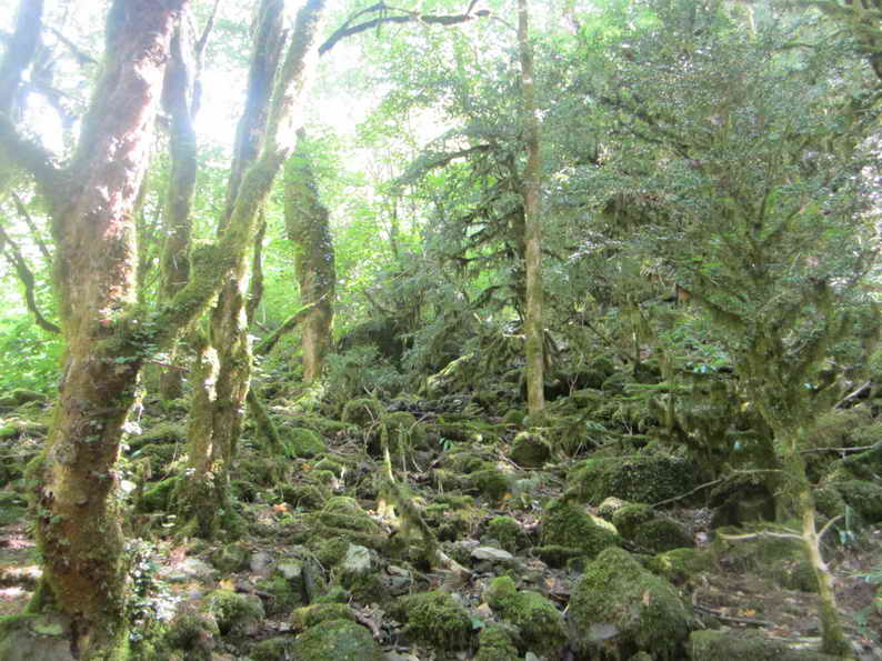 1128_Волшебный лес рядом с водопадами