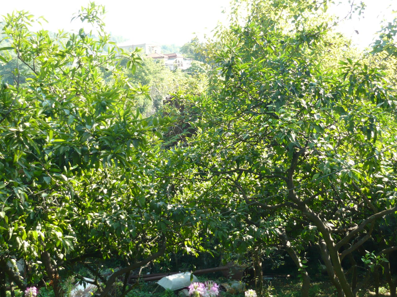 Мандариновые деревья в саду.