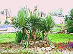 Пальмочки у фонтана на набережной в Сухуми