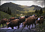 Коровы в Абхазии