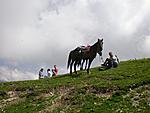 конь "Мальчик" на высоте 2 500 м
