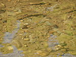 Рыбки в речке на ул. Речкой Рыбзавода