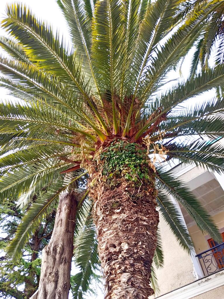 пальма в парке МВО