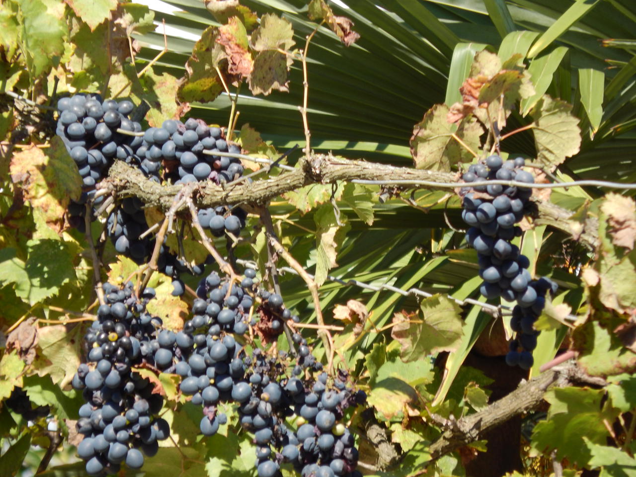 сентябрьский виноград