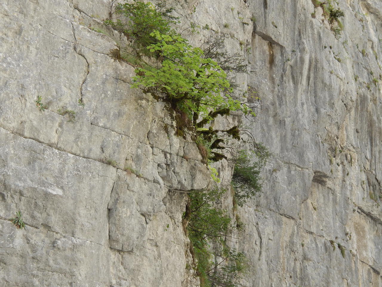 Юпшарский каньон «Каменный мешок» И на камнях растут деревья...
