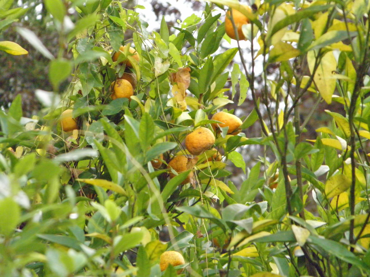 Сухум. Ботанический сад. Апельсины.