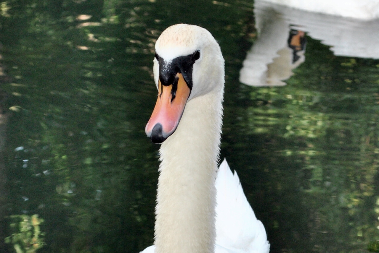 Лебедь в Приморском парке